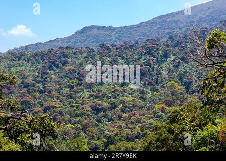 Die trockenen immergrünen Trockenwälder Sri Lankas sind ein tropisches trockenes Laubwaldökoregion der Insel Sri Lanka. Liegt hauptsächlich im Zentrum Stockfoto
