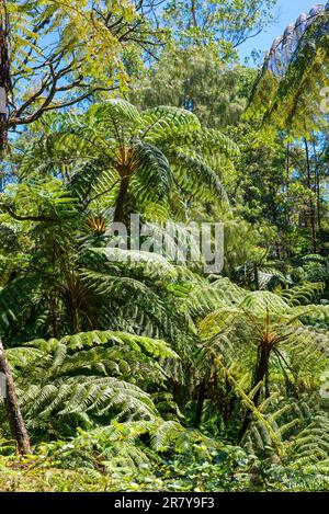 Große Fronten von einem Baumfarn in den tropischen feuchten Laubwäldern im Hochland Sri Lankas Stockfoto