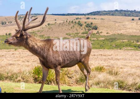 Große Herden von Sambarhirschen durchstreifen den Horton Plains National Park, wo es das häufigste große Säugetier ist Stockfoto