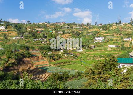 Blick auf Blackpool, Teil des Nuwara Eliya Viertels. Aufgrund der Fruchtbarkeit der Böden und des gemäßigten Klimas wächst im Hochland das weit verbreitete Wachstum Stockfoto