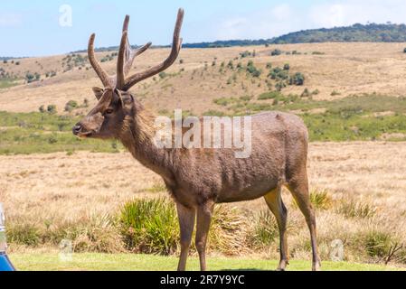 Große Herden von Sambarhirschen durchstreifen den Horton Plains National Park, wo es das häufigste große Säugetier ist Stockfoto