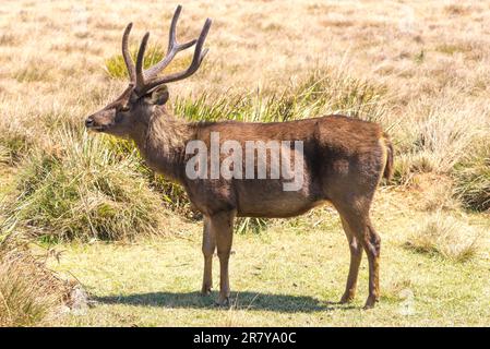 Große Herden von Sambarhirschen durchstreifen den Horton Plains National Park, wo es das häufigste große Säugetier ist Stockfoto