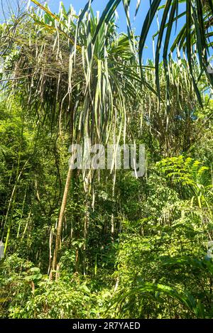 Der Nationalpark Khao Sok ist der größte Bereich der Urwald im Süden von Thailand Stockfoto