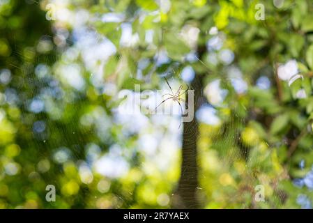 Der Nationalpark Khao Sok ist der größte Bereich der Urwald im Süden von Thailand Stockfoto