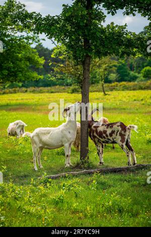 Ziegen grasen auf der Heide Stockfoto