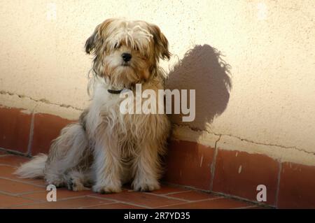 bichon malteser kreuzten sich mit Situ, das beim Sonnenbaden auf der Terrasse in die Kamera schaute Stockfoto