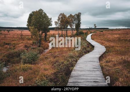 Wooden Trail im Eifel High Fens Nature Park Stockfoto