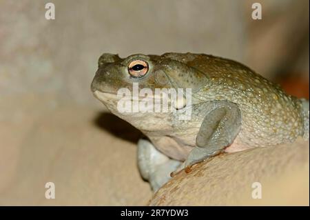 Colorado River Toad (Bufo alvarius), Sonoran Desert Toad Stockfoto