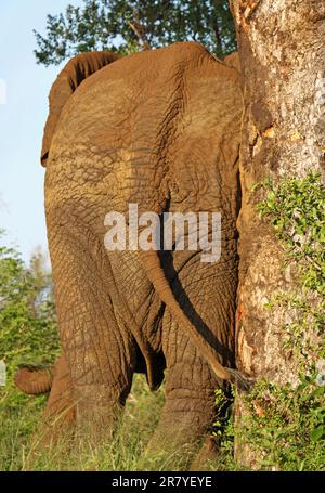 Elefant kratzt sich am Baum, S. Stockfoto