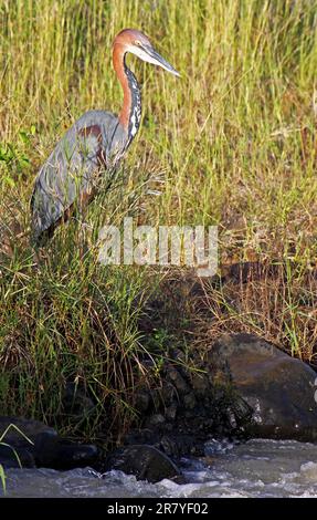 Goliathreiher, goliath heron (Ardea goliath), S. Stockfoto