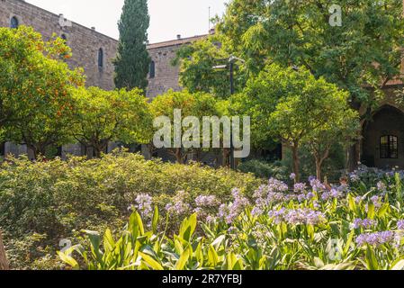 Garten im Garten des ehemaligen Krankenhauses Santa Creu de Barcelona. Das wichtige gotische Ensemble ist die Nationalbibliothek von Katalonien Stockfoto