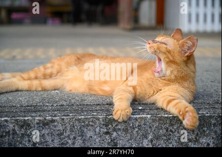 Eine gelbe Katze gähnt faul mit offenem Mund. Die Katze lag auf dem Bahnsteig des alten Bahnhofs. Stockfoto