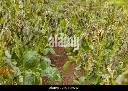 Durch Frost beschädigte Kartoffelpflanzen. Kartoffelpflanzen mit Anzeichen von Frostschäden an Blättern. Kartoffel-Ackerland. Stockfoto