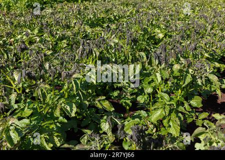 Durch Frost beschädigte Kartoffelpflanzen. Kartoffelpflanzen mit Anzeichen von Frostschäden an Blättern. Kartoffel-Ackerland. Stockfoto