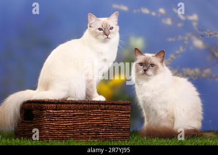 Birman-Katze, Blue-Point und Blue-Tabby-Point, Heiliges Birma Stockfoto