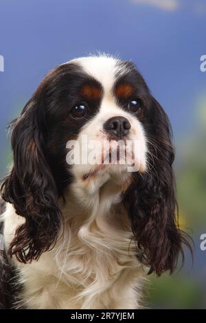 Cavalier King Charles Spaniel, Tricolor, 7 Jahre alt Stockfoto