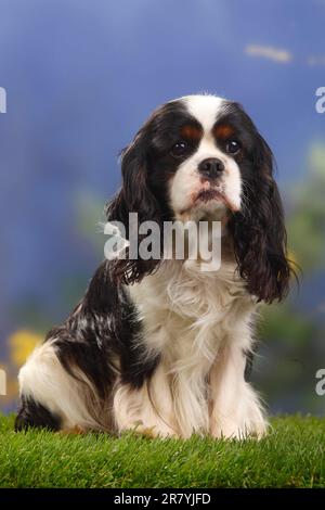 Cavalier King Charles Spaniel, Tricolor, 7 Jahre alt Stockfoto