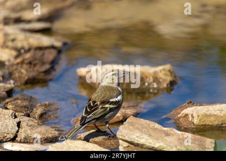 Ein weibliches Chaffinch (Fringilla Coelebs), hoch oben auf Steinen an einem Teich. Stockfoto