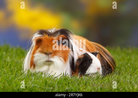 Coronet Meerschweinchen, Schildkrötenhals mit Weiß, mit Kätzchen Stockfoto