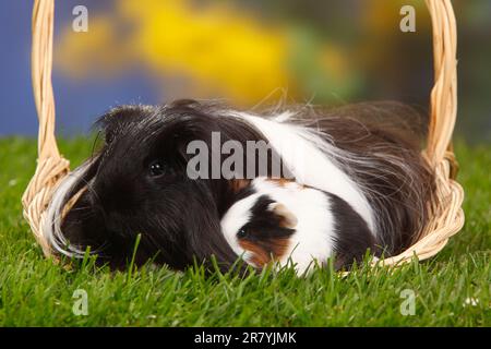 Sheltie Meerschweinchen, schwarz-weiß, und Kätzchen, Tortie mit weißer peruanischer Seide Stockfoto