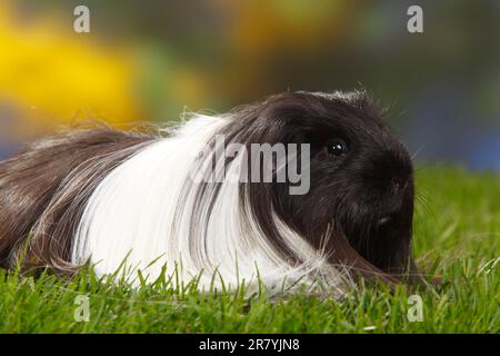 Sheltie Meerschweinchen, schwarz und weiß Stockfoto