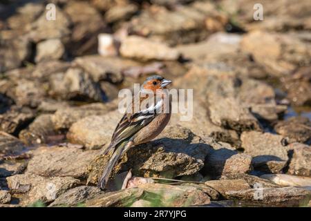 Ein Männchen Chaffinch (Fringilla Coelebs), hoch oben auf Steinen an einem Teich. Stockfoto