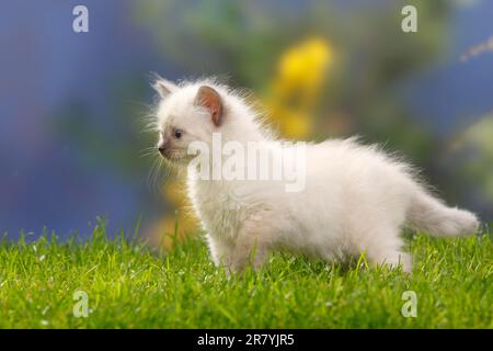 Neva Masquarade, Kätzchen, 7 Wochen, Sibirische Waldkatze, Neva Masquerade Stockfoto