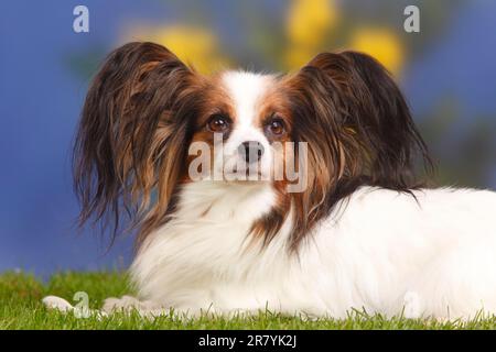 Papillon, Schmetterlingshund, kontinentaler Zwergspaniel Stockfoto