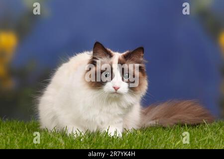 Neva Masquarade, Seehund-Tortie-Point-White, Sibirische Waldkatze, Neva Masquerade Stockfoto