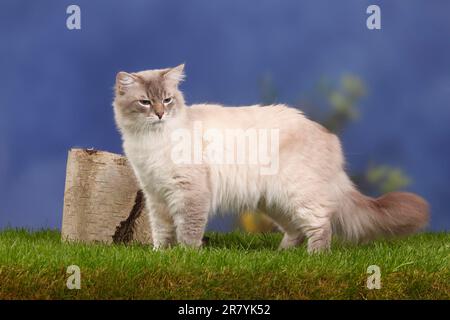 Neva Masquarade, Männlich, Blue-Tabby-Point, Sibirische Waldkatze, Sibirische Katze, Sibirien, Neva Masquerade, Page Stockfoto