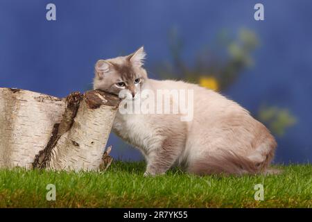 Neva Masquarade, männlich, Blue-Tabby-Point, reibt den Kopf auf den Baumstamm, Sibirienkatze, Sibirienkatze, Neva Masquerade, Seite Stockfoto