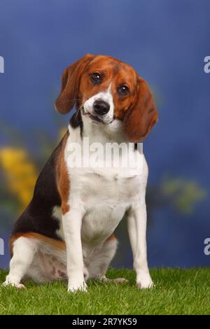 Beagle, Männlich, 11 Monate Stockfoto