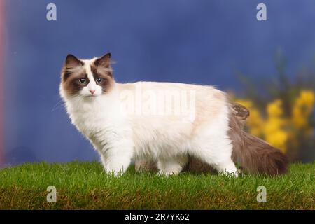 Neva Masquarade, Seehund-Tortie-Point-White, Sibirische Waldkatze, Sibirische Katze, Sibirien, Neva Masquerade, Page Stockfoto