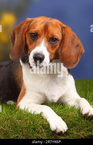 Beagle, Männlich, 11 Monate Stockfoto