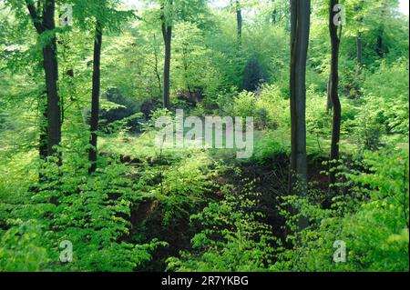 Buchenwald im Frühling, Schloss Arenberg, Leuven, Flandern, Belgien, Louvain, Leuven Stockfoto