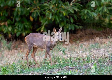 Ein weibliches Rothirsch (Capreolus capreolus) weidet. Stockfoto