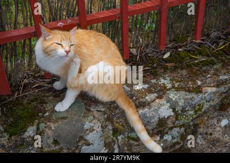 Tabby und die weiße Katze kratzen sich selbst. Stockfoto