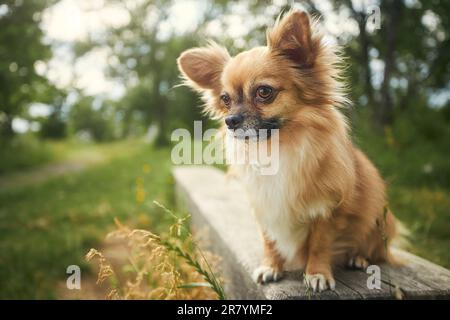 Porträt eines langhaarigen chihuahua. Kleiner Hund, der auf einer Holzbank im öffentlichen Park sitzt und seltsamerweise in die Kamera schaut. Stockfoto