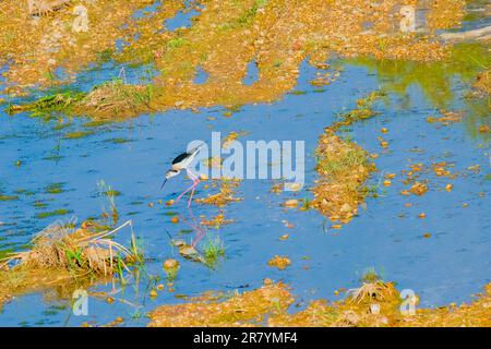 Schwarzflügelpfahl, Himantopus himantopus, Himantopus himantopus sensu lato, Vogelspaziergang Stockfoto