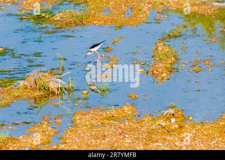 Schwarzflügelpfahl, Himantopus himantopus, Himantopus himantopus sensu lato, Vogelspaziergang Stockfoto