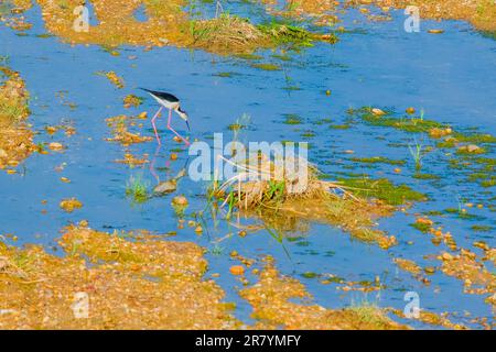 Schwarzflügelpfahl, Himantopus himantopus, Himantopus himantopus sensu lato, Vogelspaziergang Stockfoto