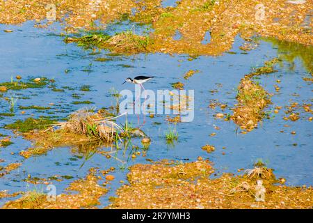 Schwarzflügelpfahl, Himantopus himantopus, Himantopus himantopus sensu lato, Vogelspaziergang Stockfoto