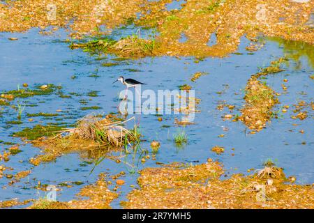 Schwarzflügelpfahl, Himantopus himantopus, Himantopus himantopus sensu lato, Vogelspaziergang Stockfoto