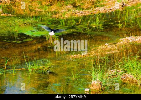 Schwarzflügelpfahl, Himantopus himantopus, Himantopus himantopus sensu lato, Vogelspaziergang Stockfoto