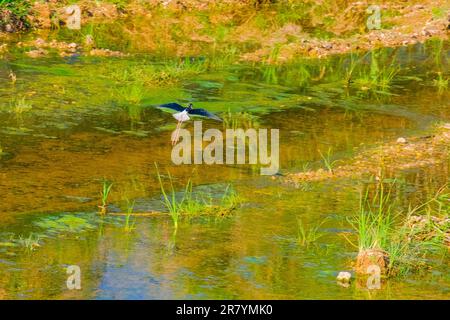 Schwarzflügelpfahl, Himantopus himantopus, Himantopus himantopus sensu lato, Vogelspaziergang Stockfoto
