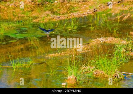 Schwarzflügelpfahl, Himantopus himantopus, Himantopus himantopus sensu lato, Vogelspaziergang Stockfoto