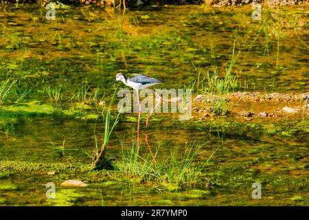 Schwarzflügelpfahl, Himantopus himantopus, Himantopus himantopus sensu lato, Vogelspaziergang Stockfoto