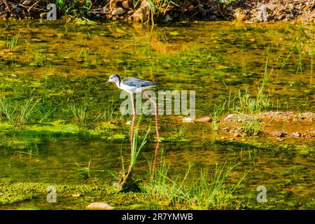 Schwarzflügelpfahl, Himantopus himantopus, Himantopus himantopus sensu lato, Vogelspaziergang Stockfoto