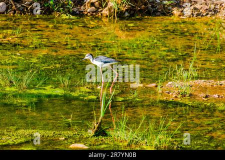 Schwarzflügelpfahl, Himantopus himantopus, Himantopus himantopus sensu lato, Vogelspaziergang Stockfoto