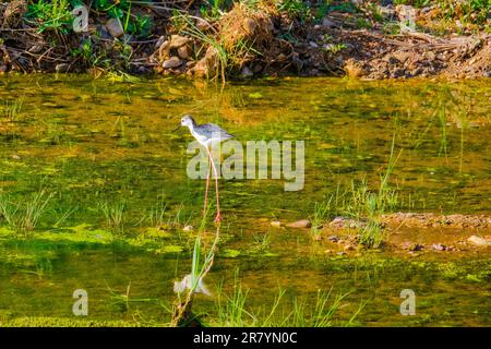Schwarzflügelpfahl, Himantopus himantopus, Himantopus himantopus sensu lato, Vogelspaziergang Stockfoto